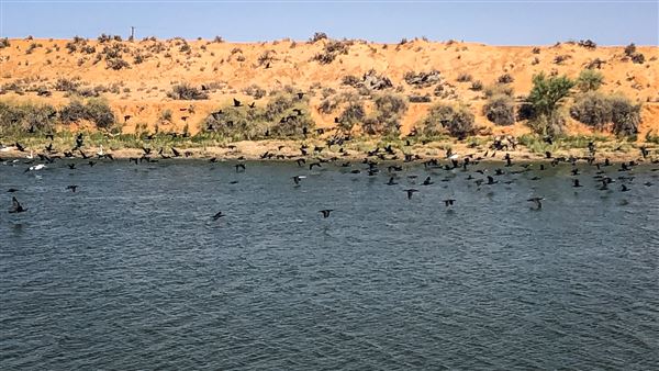 Weir Channel - Menindee (2/03/2019 - Credits: Colin McDougall)