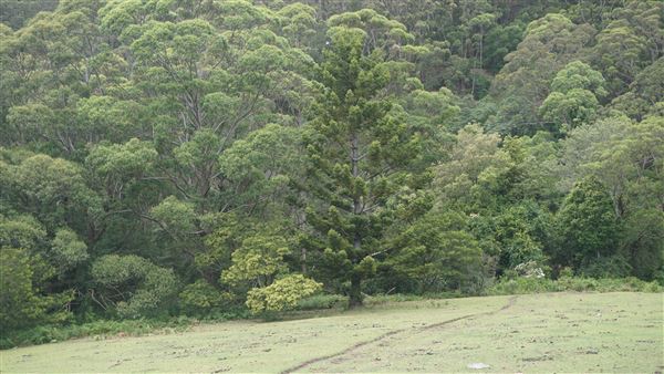 Otford Farm - The Pines Paddock with Jungle Gully (19/11/2019 - Credits: Screen NSW)