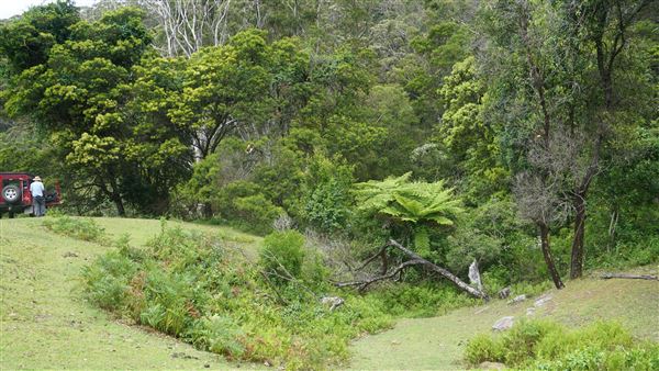 Otford Farm - The Pines Paddock with Jungle Gully (19/11/2019 - Credits: Screen NSW)