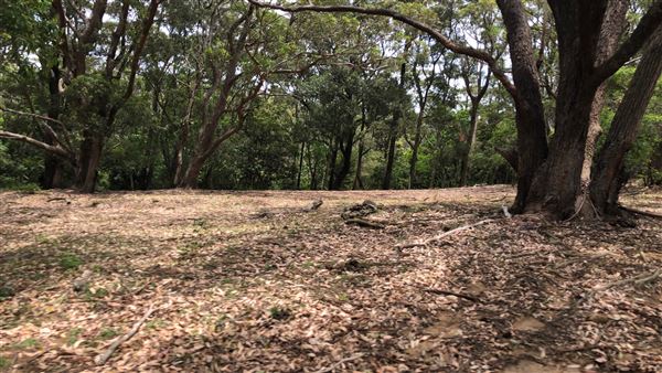 Otford Farm - The Pines Paddock with Jungle Gully (19/11/2019 - Credits: Screen NSW)