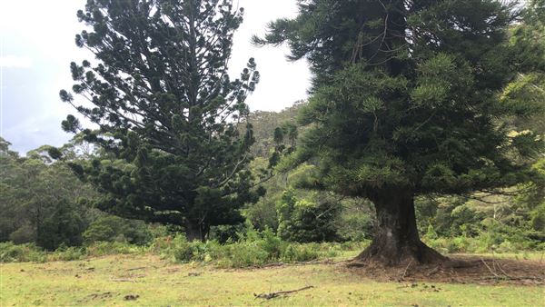 Otford Farm - The Pines Paddock with Jungle Gully (19/11/2019 - Credits: Screen NSW)