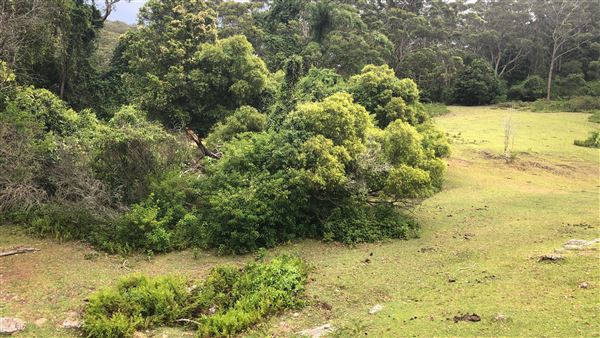 Otford Farm - The Pines Paddock with Jungle Gully (19/11/2019 - Credits: Screen NSW)