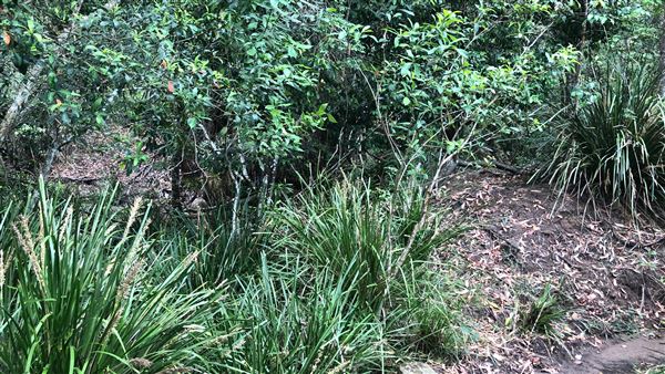 Otford Farm - The Pines Paddock with Jungle Gully (19/11/2019 - Credits: Screen NSW)