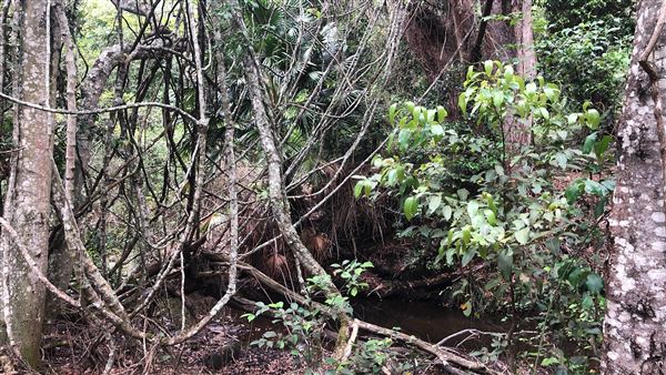 Otford Farm - The Pines Paddock with Jungle Gully (19/11/2019 - Credits: Screen NSW)