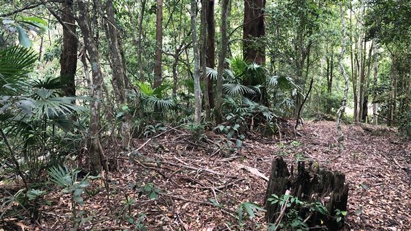 Otford Farm - The Pines Paddock with Jungle Gully (19/11/2019 - Credits: Screen NSW)