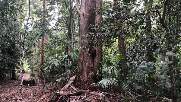 Otford Farm - The Pines Paddock with Jungle Gully (19/11/2019 - Credits: Screen NSW)