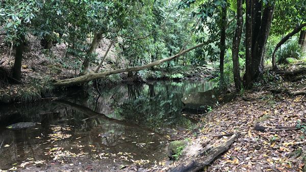 Otford Farm - The Pines Paddock with Jungle Gully (19/11/2019 - Credits: Screen NSW)