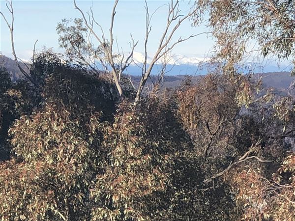 Private Property - Tumbarumba, NSW (1/06/2020 - Credits: Derek Smith)