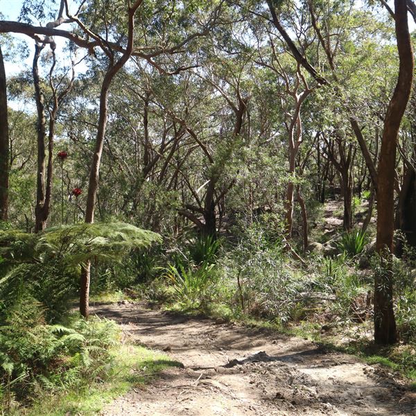 Darkes Forest Ranch (17/11/2022)