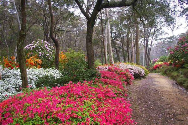 Campbell Rhododendron Gardens (1/10/2022 - Credits: Julie Parker, Deb Wells)