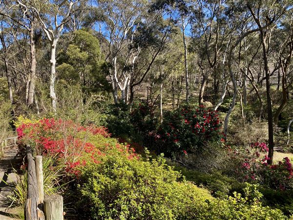 Campbell Rhododendron Gardens (1/10/2022 - Credits: Julie Parker, Deb Wells)