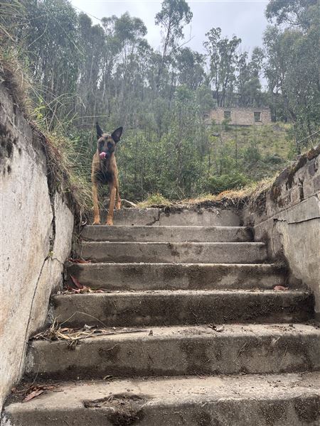 Birdsong Bower - Disused Coal Mine (1/05/2023 - Credits: Brooke Lazarevic)