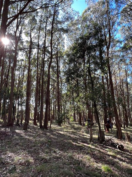 Burilda Park (13/07/2023 - Credits: submitted by: Alex Cragg)