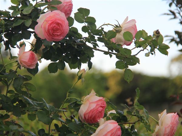 The Bath House Gardens (18/06/2020 - Credits: The Bath House Gardens)