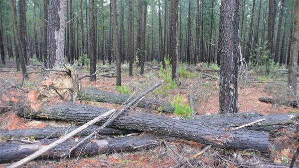 Belanglo State Forest (25/02/2013 3:33:01 PM)