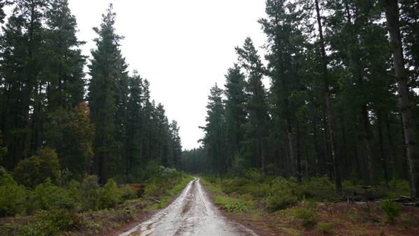 Belanglo State Forest (25/02/2013 3:33:12 PM)
