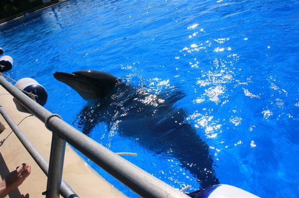 Dolphin Marine Magic (27/02/2013 10:43:01 PM)