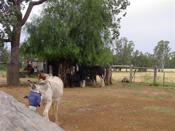 Dundullimal Homestead (28/02/2013 12:44:59 AM)