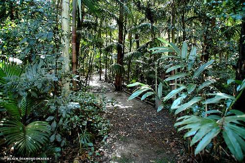 Booyong Flora Reserve (1/03/2013 11:32:09 AM)