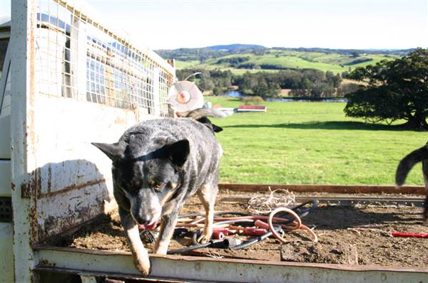 Jamberoo (1/03/2013 11:37:10 AM)