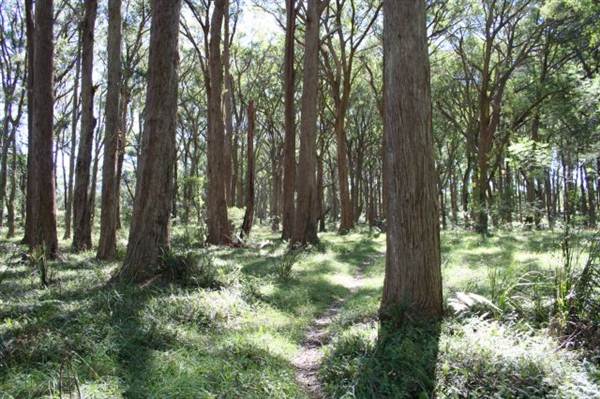 Bowral - Southern Highlands (1/03/2013 11:50:07 AM)
