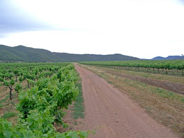 Broke vineyards (1/03/2013 12:14:33 PM)
