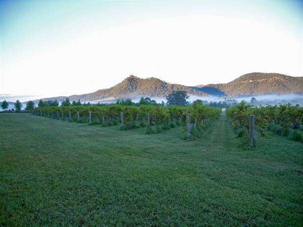 Broke vineyards (1/03/2013 12:15:16 PM)