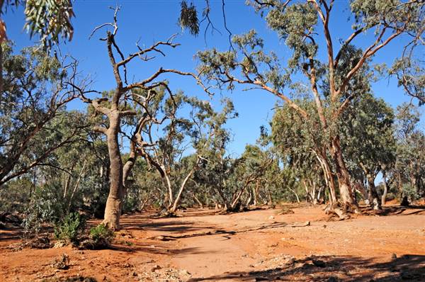Broken Hill Area (Inc. Silverton) (1/03/2013 8:59:15 PM)