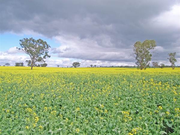 Canola Field (3/03/2013 8:24:31 AM)
