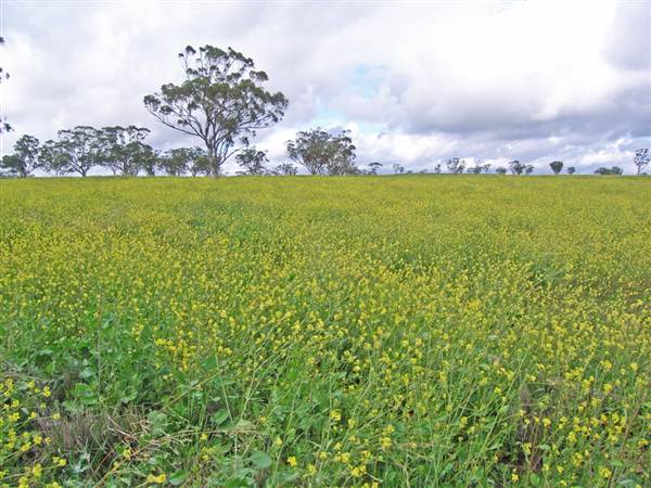 Canola Field (3/03/2013 8:26:02 AM)