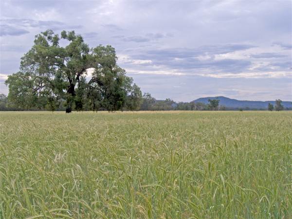 Coonabarabran Area (4/03/2013 11:18:45 AM)