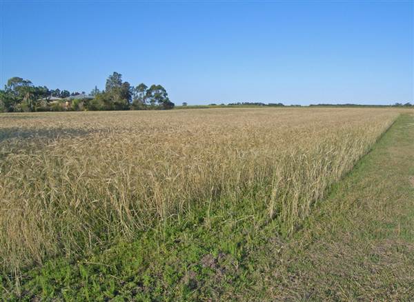 Crops near Ballina (4/03/2013 11:47:03 AM)