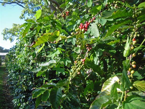 Crops near Ballina (4/03/2013 11:47:38 AM)
