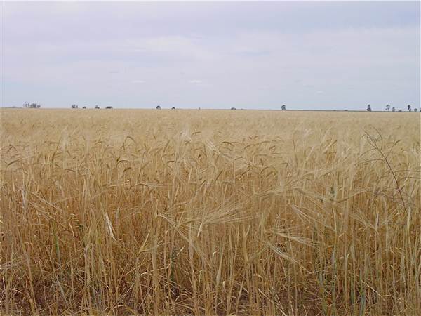 Gilgandra Rural Area (4/03/2013 4:39:13 PM)