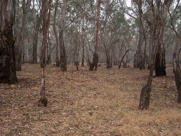Hay State Forest - Murrumbidgee Valley Regional Park (5/03/2013 1:30:33 PM)