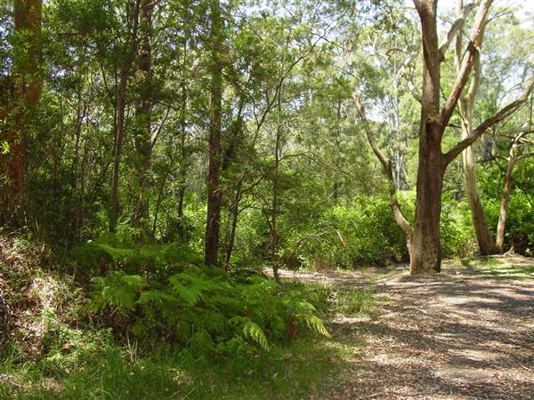 Lane Cove National Park (6/03/2013 12:09:35 PM)