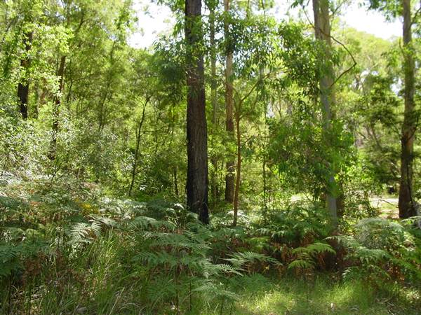 Lane Cove National Park (6/03/2013 12:10:11 PM)