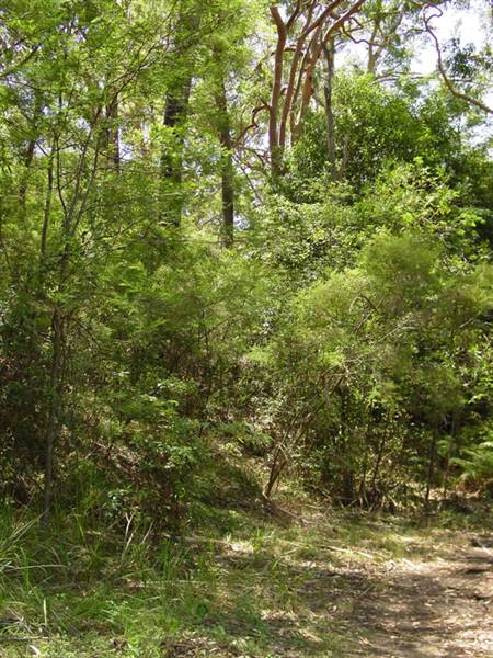 Lane Cove National Park (6/03/2013 12:11:36 PM)