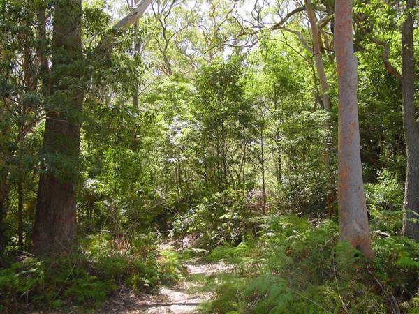 Lane Cove National Park (6/03/2013 12:12:16 PM)