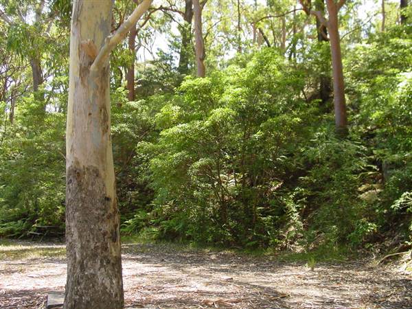 Lane Cove National Park (6/03/2013 12:12:47 PM)