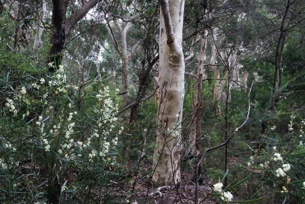 Lane Cove National Park (6/03/2013 12:14:40 PM)