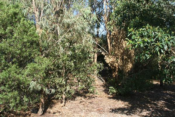 Sydney Park (6/03/2013 4:45:10 PM)