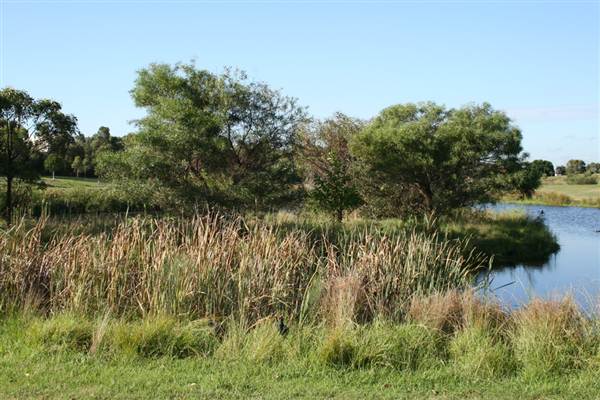 Sydney Park (6/03/2013 4:46:44 PM)