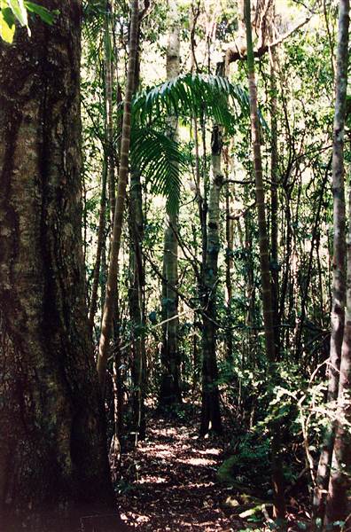 Tallowwood Forest Park - Myall River State Forest (6/03/2013 4:48:05 PM)