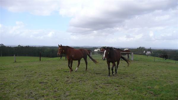 Lomar Park Stud (7/03/2013 10:02:55 AM)