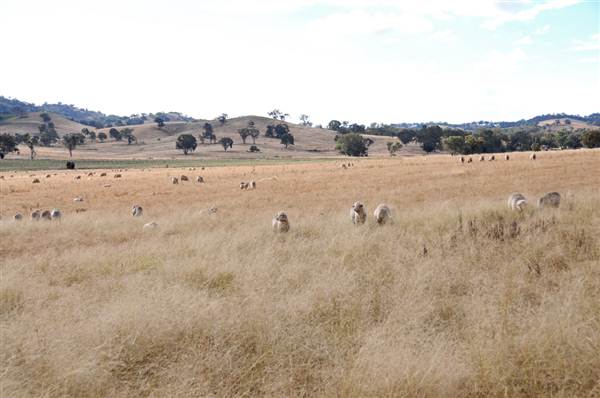 Mudgee (7/03/2013 1:46:31 PM)