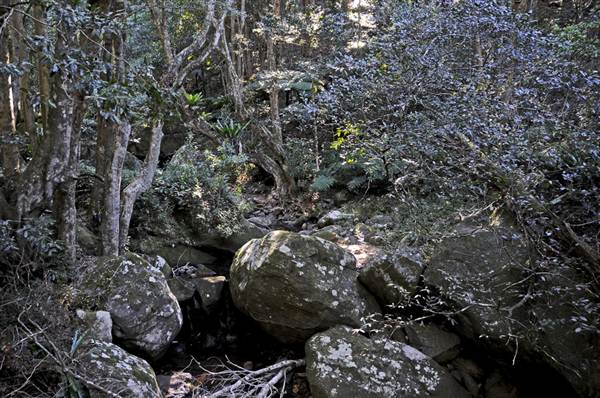 Minnamurra Falls (7/03/2013 11:44:49 PM)