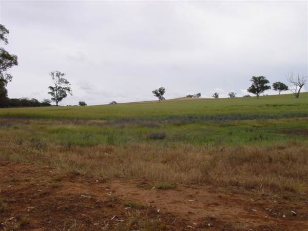 Paddys Creek Rd, Dubbo (8/03/2013 12:21:02 PM)