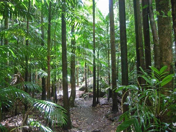 Terania Creek picnic area & Protesters Falls walking track (9/03/2013 1:40:28 AM)