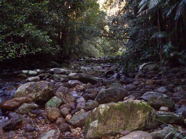 Terania Creek picnic area & Protesters Falls walking track (9/03/2013 1:41:59 AM)